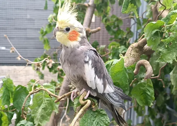 Апартаменты Haus Bindseil - Im Og, Links *