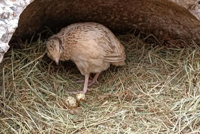 Haus Bindseil - Im Og, Links Апартаменты *